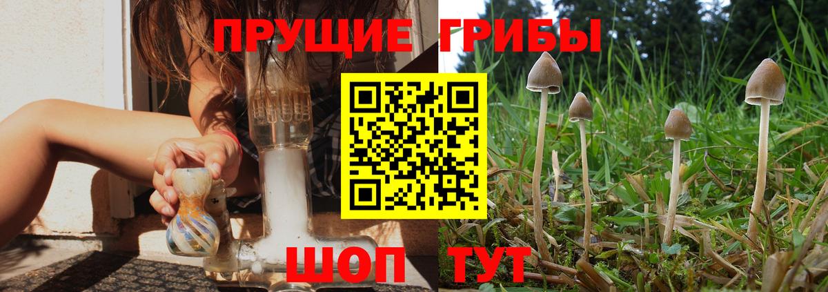 Мирный  Галлюциногенные грибы Cubensis  Вход с VPN 
